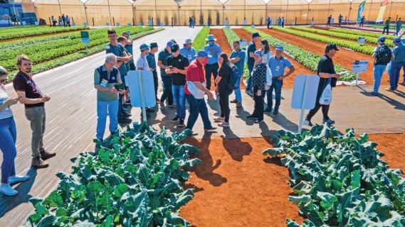 Dia de Campo da Agristar aquece mercado brasileiro de horticultura