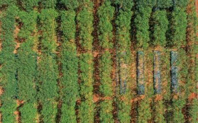 Estufas sustentáveis: vantagens e desafios do plástico biodegradável