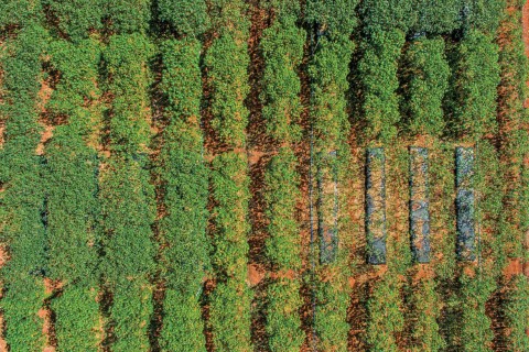 Estufas sustentáveis: vantagens e desafios do plástico biodegradável