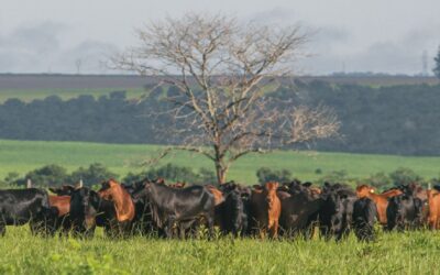 Aumento do desmatamento no Cerrado preocupa pesquisadores da UFMG