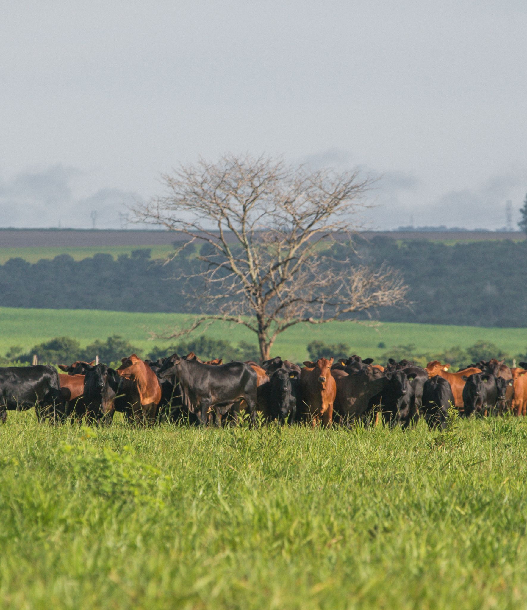 Aumento do desmatamento no Cerrado preocupa pesquisadores da UFMG