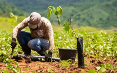 Nova técnica aumenta a sobrevivência de plantas da Caatinga em área ambiental no Ceará