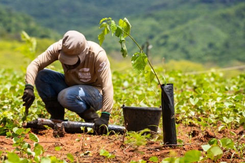 Nova técnica aumenta a sobrevivência de plantas da Caatinga em área ambiental no Ceará