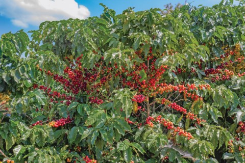 Sequestro de carbono: Imaflora e a sustentabilidade no café