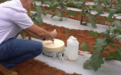 Vegetais com controle biológico têm menor intensidade de carbono que os convencionais