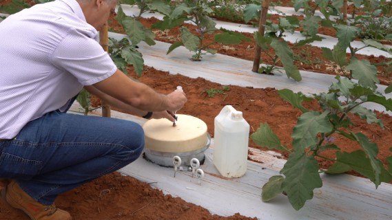 Vegetais com controle biológico têm menor intensidade de carbono que os convencionais