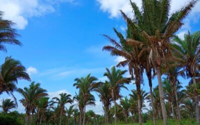 Babaçu: riqueza natural do Brasil