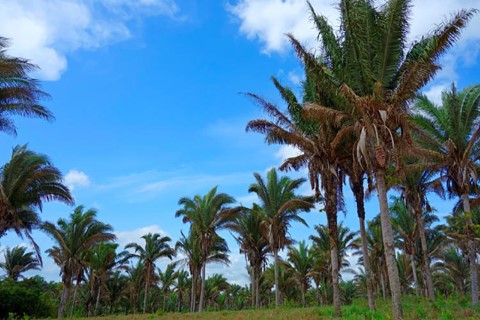 Babaçu: riqueza natural do Brasil