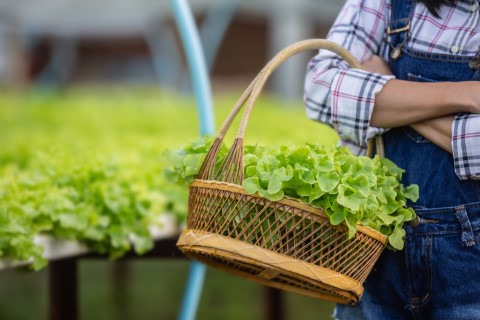 Brasil se destaca no cenário mundial com agricultura sustentável e multimilionária