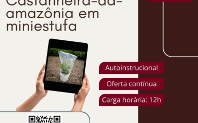 Curso on-line para produção de castanheira-da-amazônia em miniestufa tem inscrições abertas