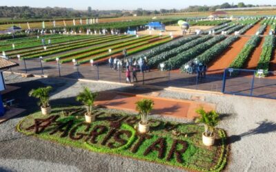 Dia de campo da Agristar se consolida como o maior do Brasil com mais de 4500 visitantes