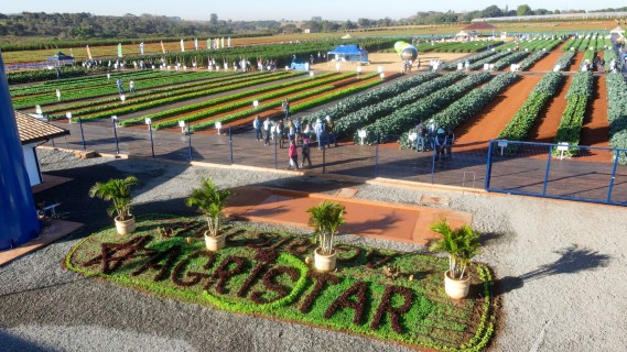 Dia de campo da Agristar se consolida como o maior do Brasil com mais de 4500 visitantes