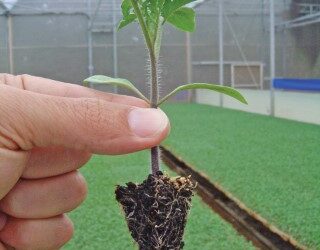 Manejo fitossanitário na produção de mudas de tomate