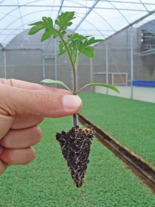 Manejo fitossanitário na produção de mudas de tomate