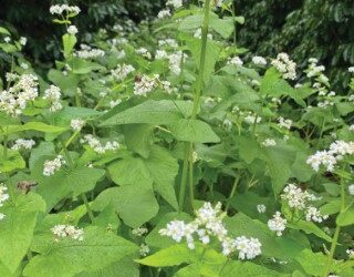 Mix de plantas de cobertura para cereais: quais as opções?