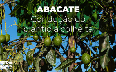 Guia completo sobre o cultivo de abacate: do plantio à colheita e rentabilidade