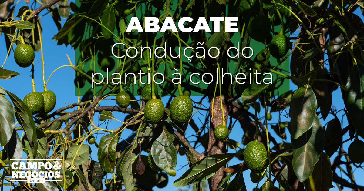 Guia completo sobre o cultivo de abacate: do plantio à colheita e rentabilidade