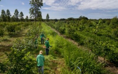 Sistemas agroflorestais aumentam matéria orgânica