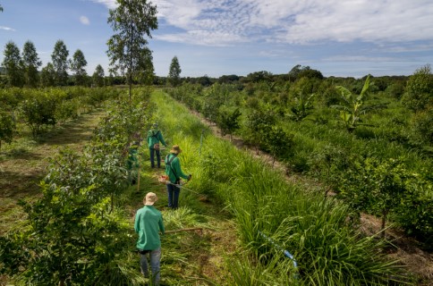 Sistemas agroflorestais aumentam matéria orgânica