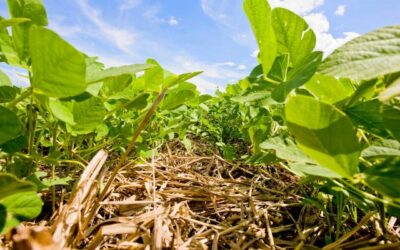 Embrapa promove primeiro dia de campo sobre produção de soja baixo carbono