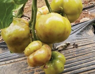 ToBRFV: o desafio emergente na produção de tomates