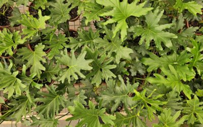Guaimbê: Guia Completo de Cultivo e Curiosidades