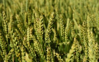 Estudo mostra como o Brasil pode reduzir em até 38% a pegada de carbono na produção de trigo