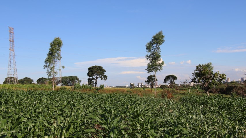 EPAMIG pesquisa sistemas integrados de produção visando a redução de impactos sobre o meio ambiente
