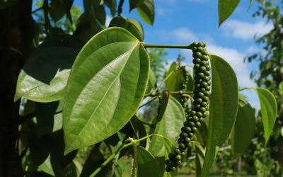 Pimenteira-do-reino cultivada em árvore reduz custos e impacto ambiental
