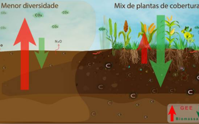 Culturas de cobertura aumentam a saúde do solo, sequestro de carbono e produtividade agrícola no Cerrado