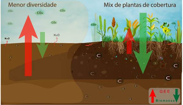 Culturas de cobertura aumentam a saúde do solo, sequestro de carbono e produtividade agrícola no Cerrado